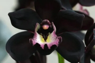 ORQUIDEA NEGRA