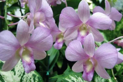 ORQUIDEA CLAVEL
