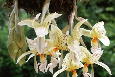 PENDANTAS