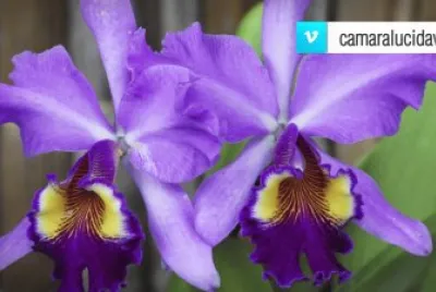 LILAS