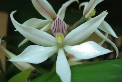 EXOTICA