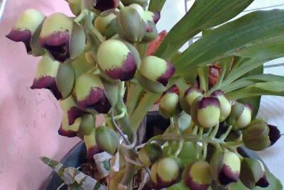 BROMELIA
