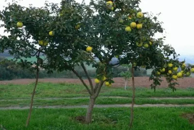 Arbol del membrillo