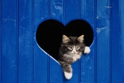 Amor-Gato