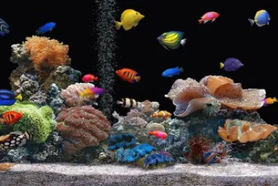 Acuarium