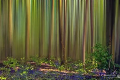 Green Forest blur jigsaw puzzle