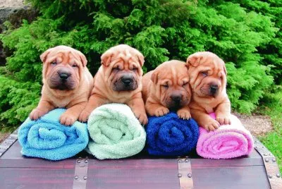 Cachorros