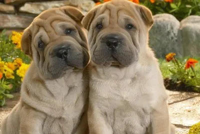 Cachorros (2)