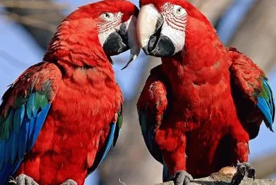 parrots_color_
