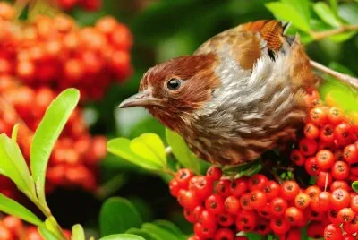 Pajaro_