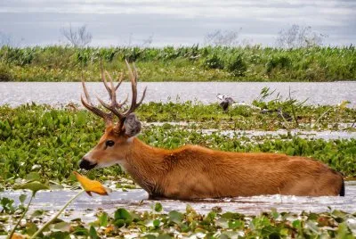 Esteros del IberÃ¡. Corrientes. Argentina