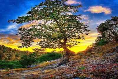 imagens jigsaw puzzle