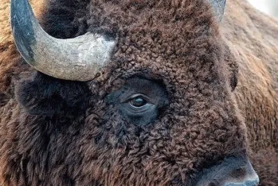 bison