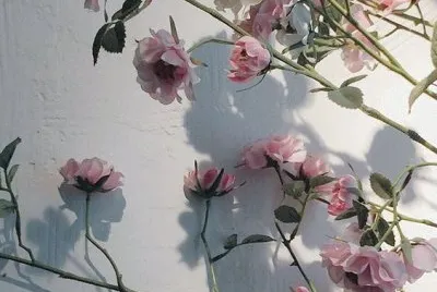 pale roses