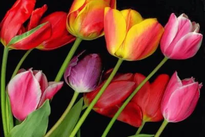 tulipanes