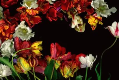 primavera