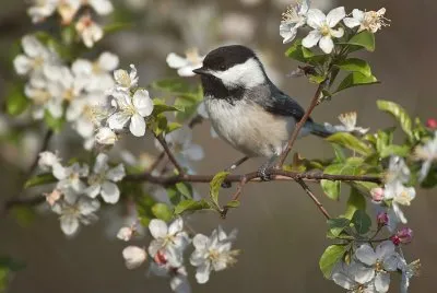 Pajarito Primaveral