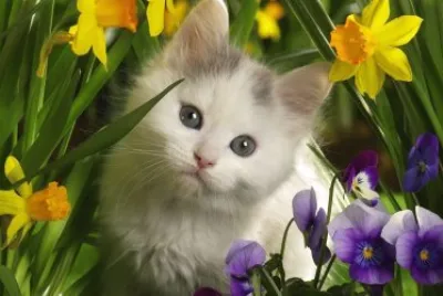 Gatito