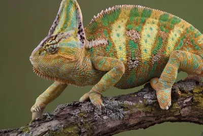 Camaleonn