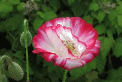 pavot bicolore