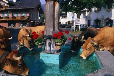 Fuente de Vacas jigsaw puzzle