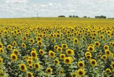 En Trenque Lauquen. Buenos Aires. Argentina