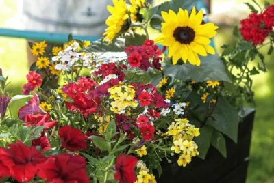 Summerflowers