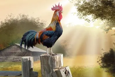 Gallo