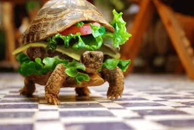 Tortuga-Hamburgesa