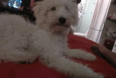 MI PERRITA KIMI