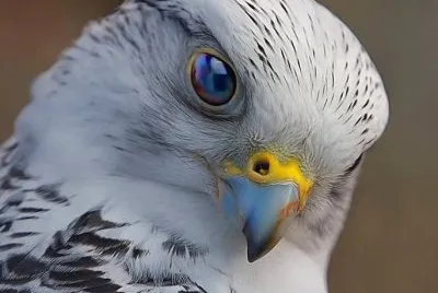 Raptor