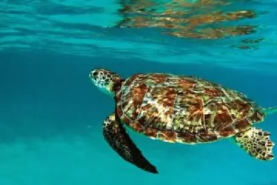 bahia de las aguilas tortuga jigsaw puzzle