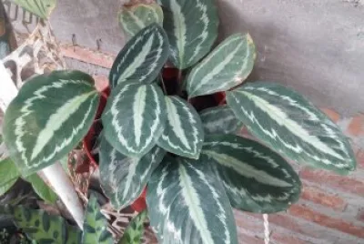 hojas