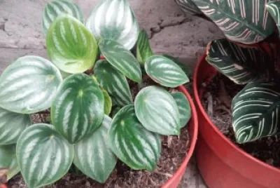 hojas ralladas