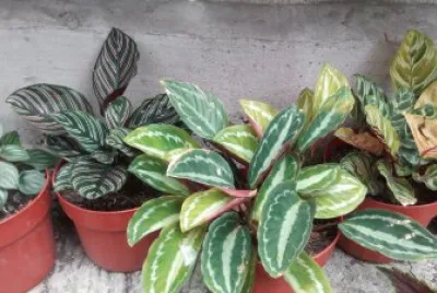 hojas