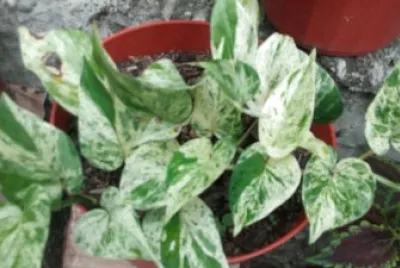 hojas