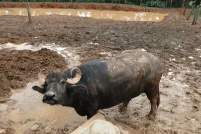 פאזל של Búfalo