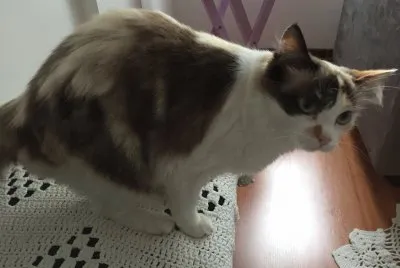 פאזל של Gata Lua