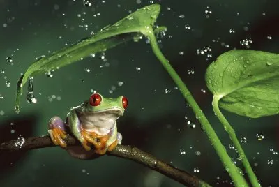Rana-LLuvia