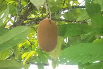 פאזל של Cupuaçu