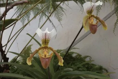 פאזל של Orqui­dea Sapatinho