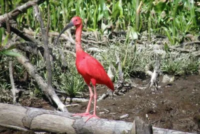 ibis escarlata