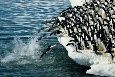 pingÃ¼inos