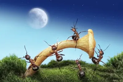 Hormigas-insects-