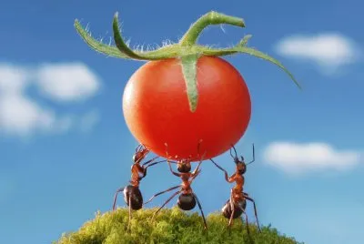 Hormigas-Tomate