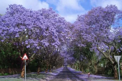 NATUREZA