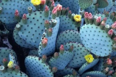 Nopales