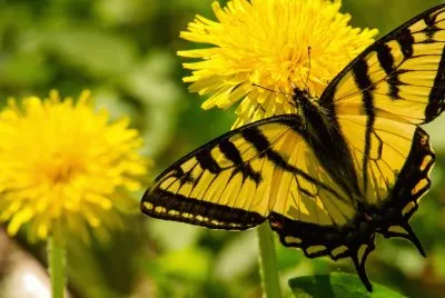 Flores-Mariposa