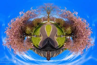 blossom world globe