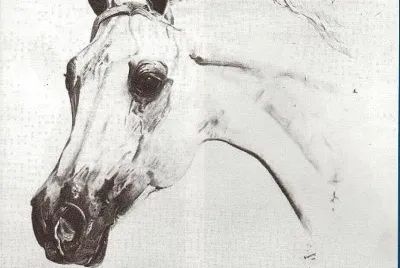Arabian